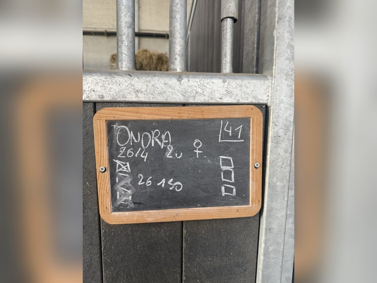 KWPN Klacz Źrebak (04/2026) 175 cm Kara in Blankenberge