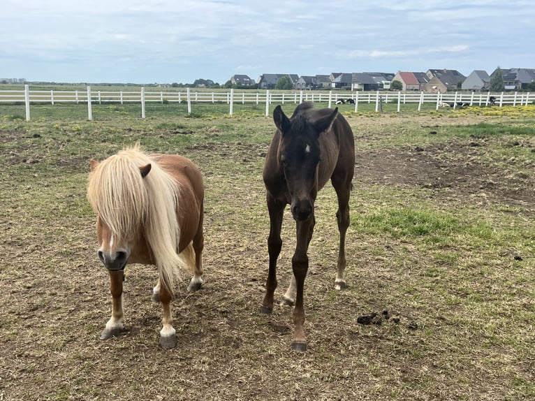 KWPN Klacz Źrebak (04/2026) 175 cm Kara in Blankenberge