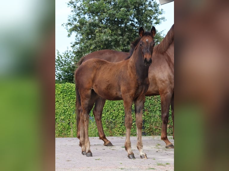 KWPN Klacz Źrebak (05/2024) Ciemnogniada in GROTE-BROGEL