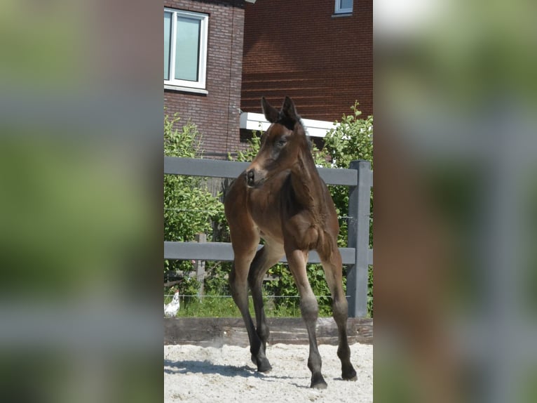 KWPN Klacz  Ciemnokasztanowata in Hallum