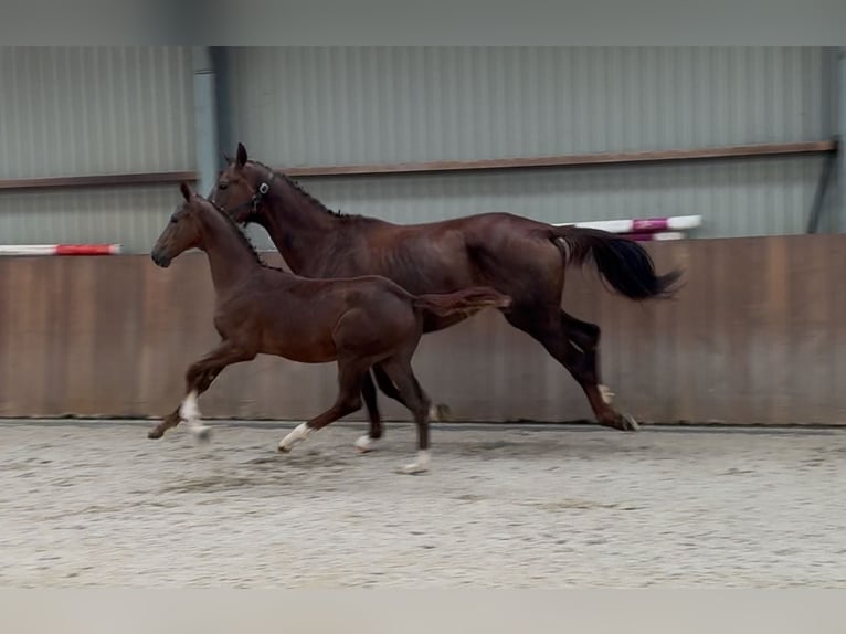 KWPN Klacz Źrebak (05/2025) Ciemnokasztanowata in Zieuwent KWPN Klacz Źrebak (05/2025) Ciemnokasztanowata in Zieuwent