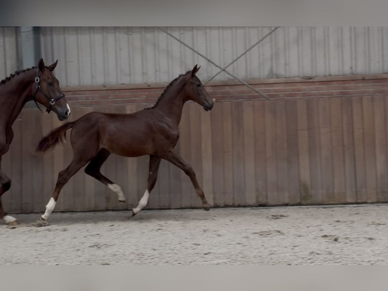 KWPN Klacz Źrebak (05/2025) Ciemnokasztanowata in Zieuwent KWPN Klacz Źrebak (05/2025) Ciemnokasztanowata in Zieuwent