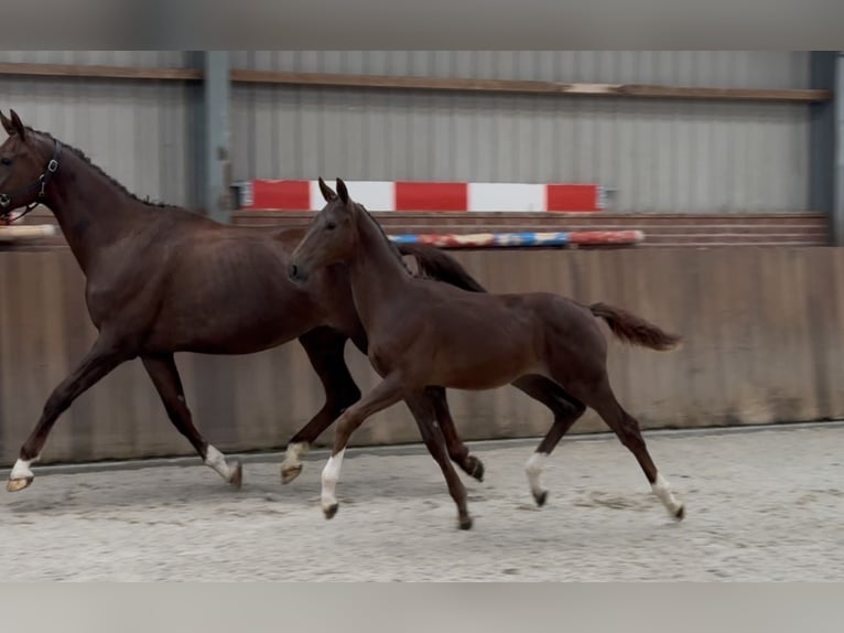 KWPN Klacz Źrebak (05/2025) Ciemnokasztanowata in Zieuwent KWPN Klacz Źrebak (05/2025) Ciemnokasztanowata in Zieuwent