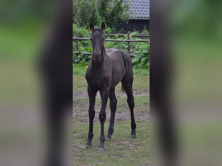 KWPN Klacz Źrebak (05/2025) Kara in Ankeveen