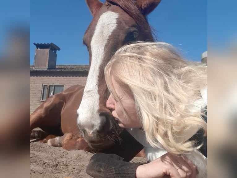 KWPN Mix Mare 10 years 14,3 hh Chestnut in Lunteren