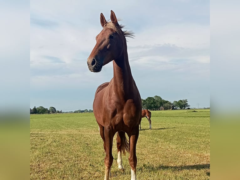 KWPN Mare 10 years 15,2 hh Chestnut-Red in Dronryp