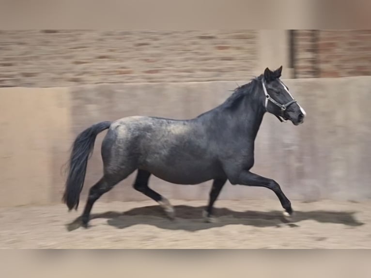 KWPN Mare 10 years 15.3 hh Black in Aldenhoven
