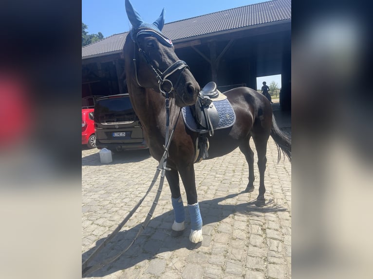 KWPN Mare 10 years 15.3 hh Black in Essen