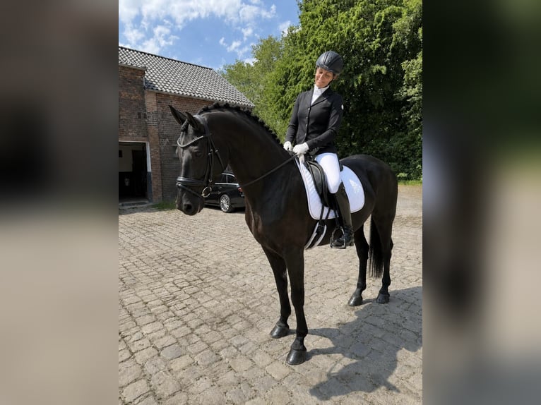 KWPN Mare 10 years 15.3 hh Black in Essen