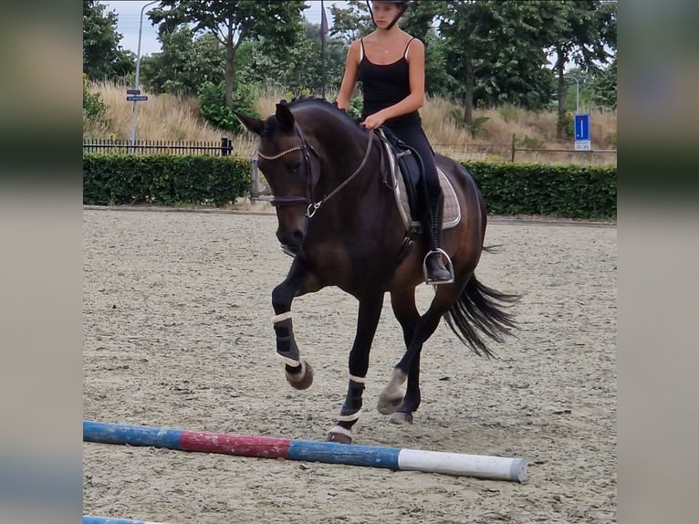 KWPN Mare 10 years 15.3 hh Black in Nettetal