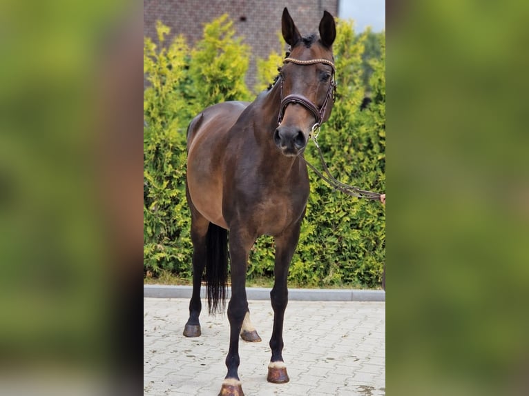 KWPN Mare 10 years 15.3 hh Black in Nettetal
