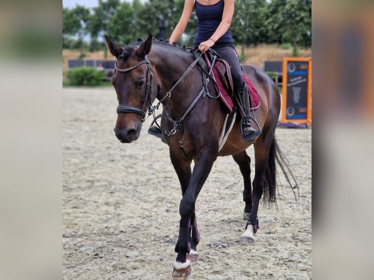 KWPN Mare 10 years 15.3 hh Black in Nettetal