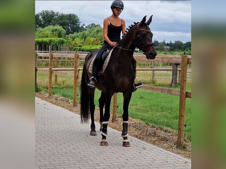 KWPN Mare 10 years 15.3 hh Black in Nettetal