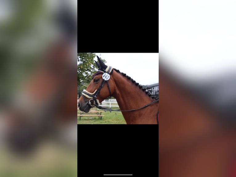 KWPN Mare 10 years 15,2 hh Brown in Sch&#xF6;nberg