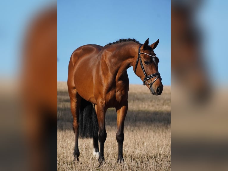 KWPN Mare 10 years 15,3 hh Brown in Datteln