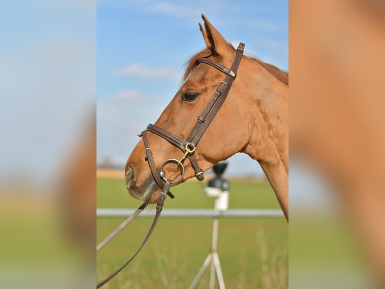 KWPN Mare 10 years 15,3 hh Chestnut-Red in Geilenkirchen