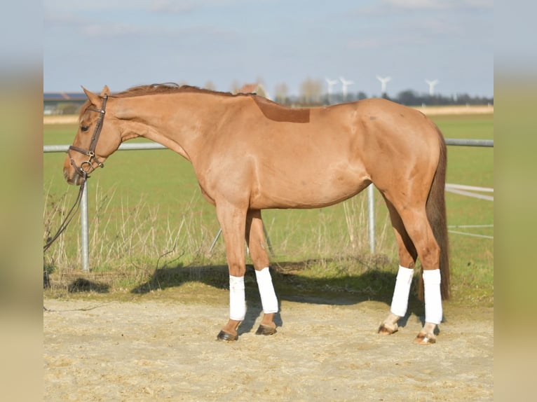 KWPN Mare 10 years 15,3 hh Chestnut-Red in Geilenkirchen