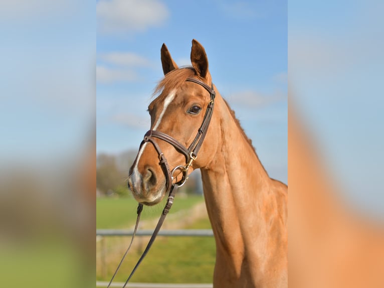 KWPN Mare 10 years 15,3 hh Chestnut-Red in Geilenkirchen