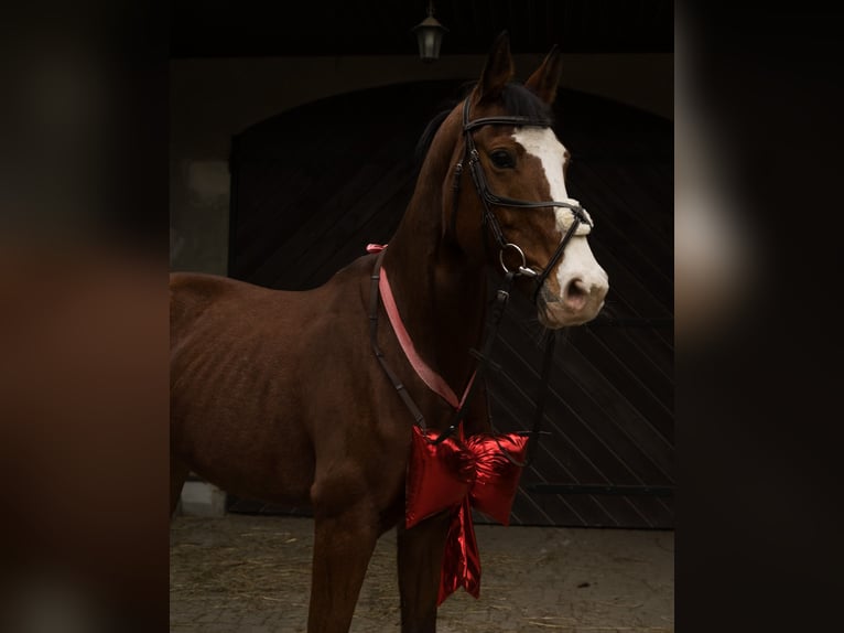 KWPN Mare 10 years 16.1 hh Bay in Lisówek