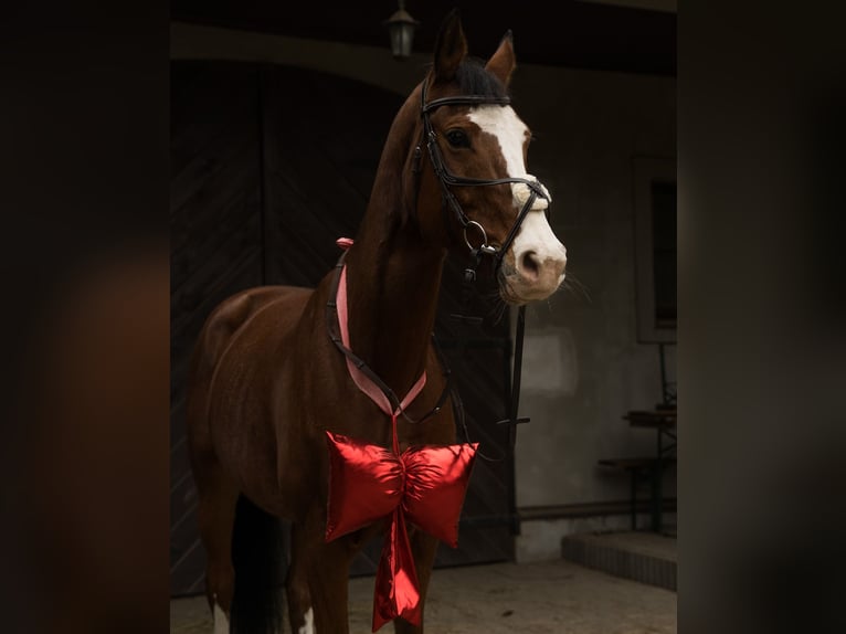 KWPN Mare 10 years 16.1 hh Bay in Lisówek