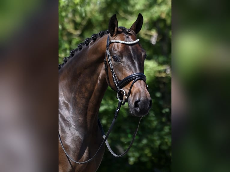 KWPN Mare 10 years 16.1 hh Bay-Dark in Haarle