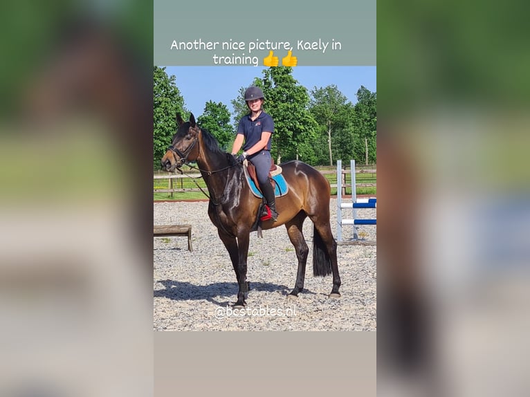 KWPN Mare 10 years 16,1 hh Bay-Dark in Barger-Compascuum