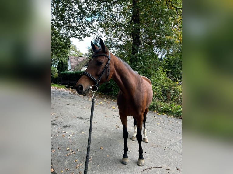 KWPN Mare 10 years 16,1 hh Brown in Wuppertal