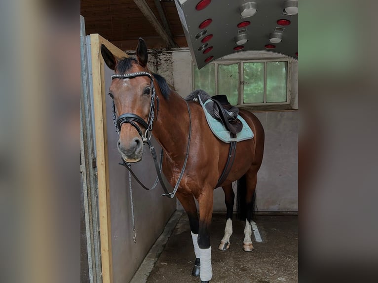 KWPN Mare 10 years 16,1 hh Brown in Wuppertal