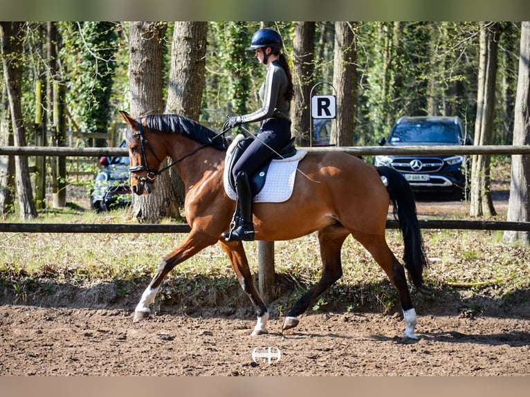KWPN Mare 10 years 16.1 hh Chestnut in Lamorlaye