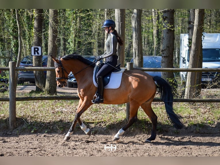 KWPN Mare 10 years 16.1 hh Chestnut in Lamorlaye