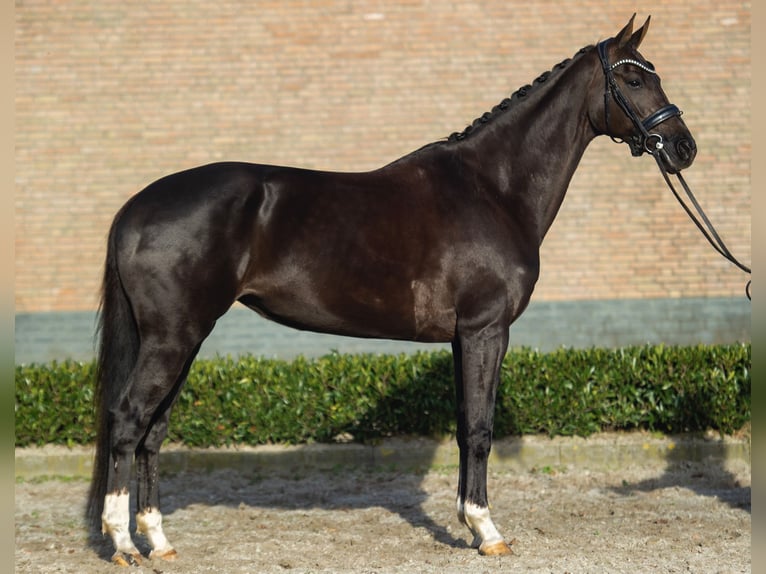 KWPN Mare 10 years 16,1 hh Chestnut in Teteringen