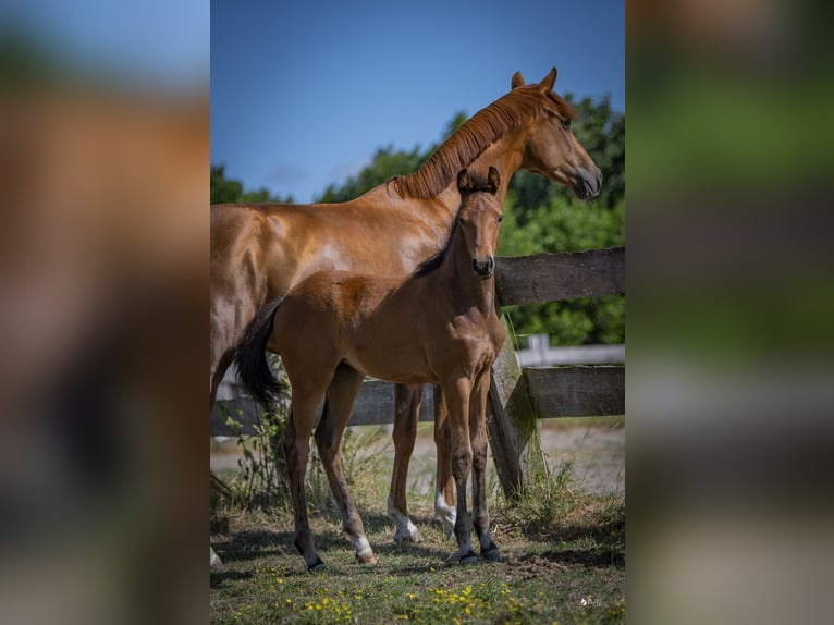 KWPN Mare 10 years 16,1 hh Chestnut-Red in Wemeldinge