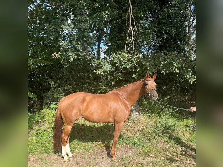 KWPN Mare 10 years 16.1 hh Chestnut-Red in Kaulille