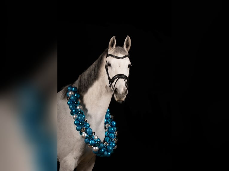 KWPN Mare 10 years 16.1 hh Grey-Dapple in Donaueschingen