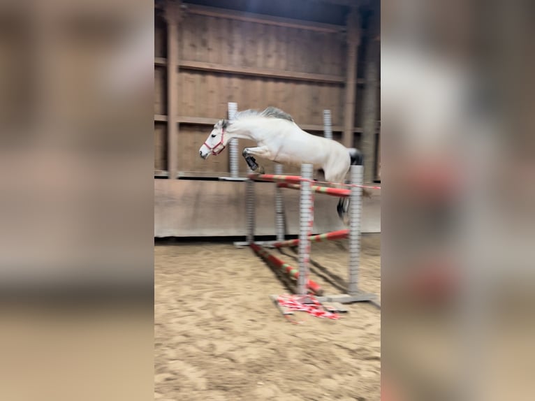 KWPN Mare 10 years 16.1 hh Grey-Dapple in Donaueschingen