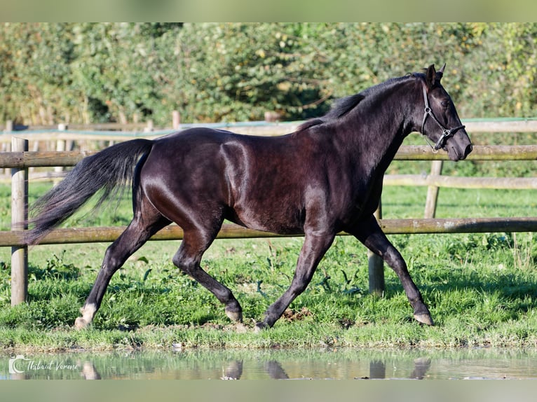 KWPN Mare 10 years 16,1 hh Smoky-Black in Glanville