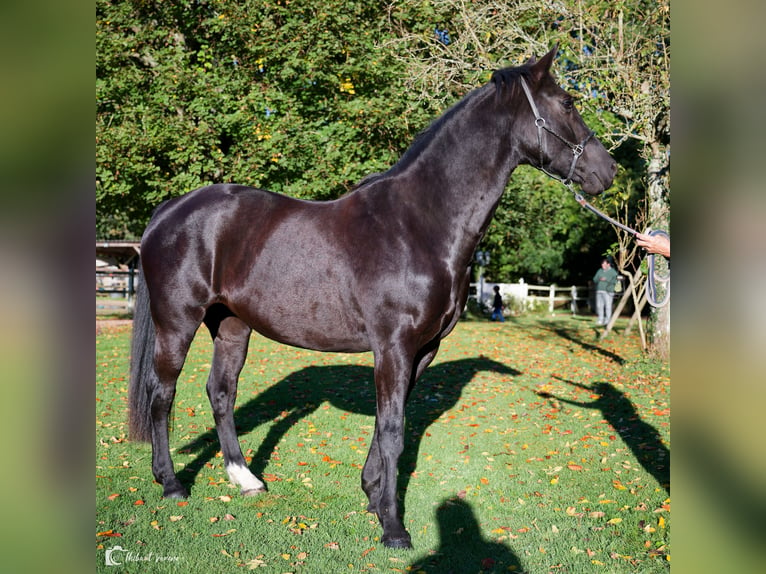 KWPN Mare 10 years 16,1 hh Smoky-Black in Glanville