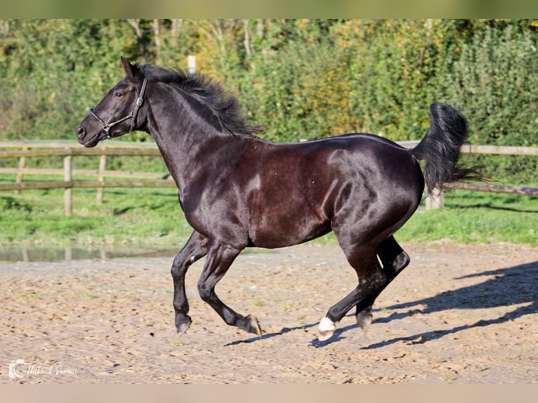 KWPN Mare 10 years 16,1 hh Smoky-Black in Glanville