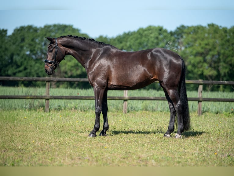 KWPN Mare 10 years 16.1 hh Smoky-Black in Obbicht
