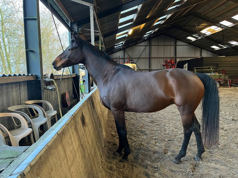 KWPN Mare 10 years 16.2 hh Bay-Dark in Ossenzijl