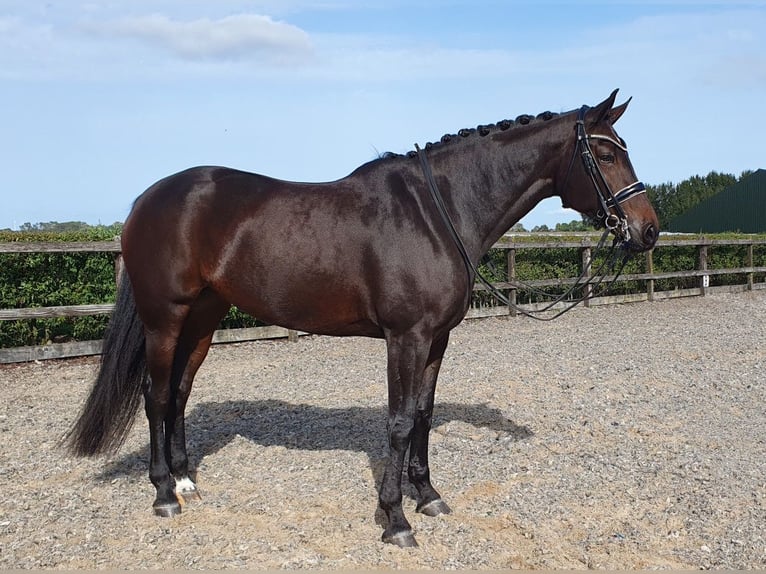 KWPN Mare 10 years 16,2 hh Bay-Dark in Elburg