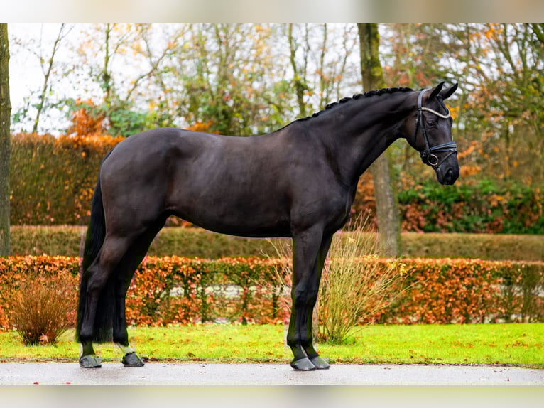 KWPN Mare 10 years 16.2 hh Black in Esch