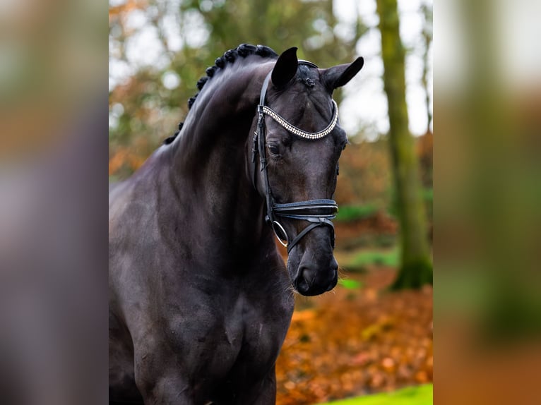 KWPN Mare 10 years 16.2 hh Black in Esch