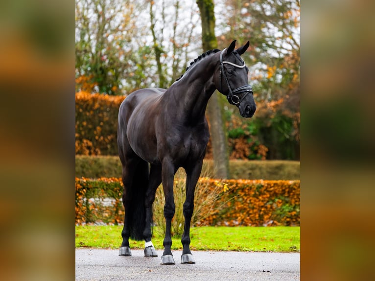 KWPN Mare 10 years 16.2 hh Black in Esch