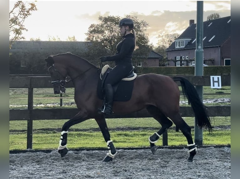 KWPN Mare 10 years 16,2 hh Brown in Sint-Oedenrode