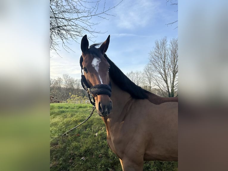 KWPN Mare 10 years 16,2 hh Brown in Darmstadt