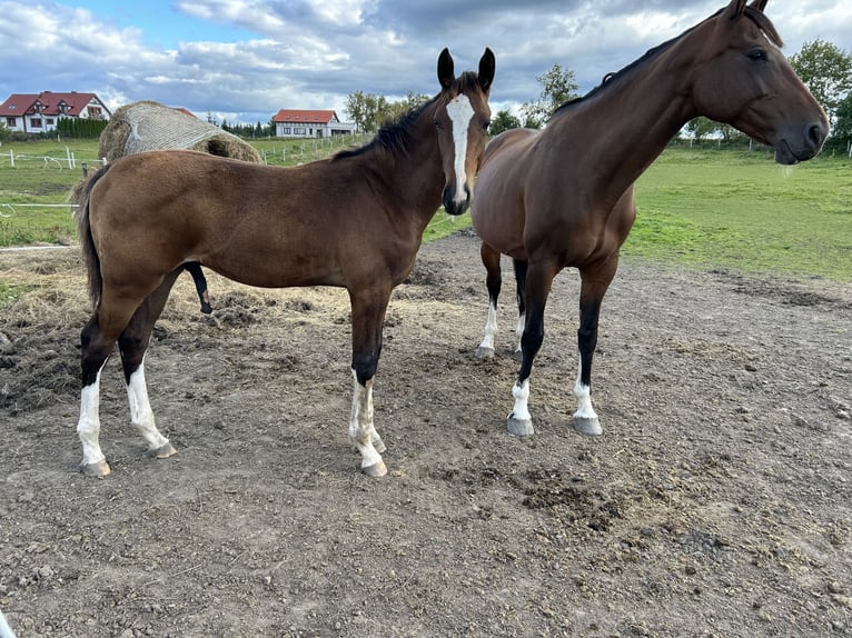 KWPN Mare 10 years 16.2 hh Brown in Gdańsk