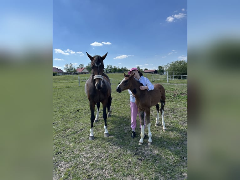 KWPN Mare 10 years 16.2 hh Brown in Gdańsk