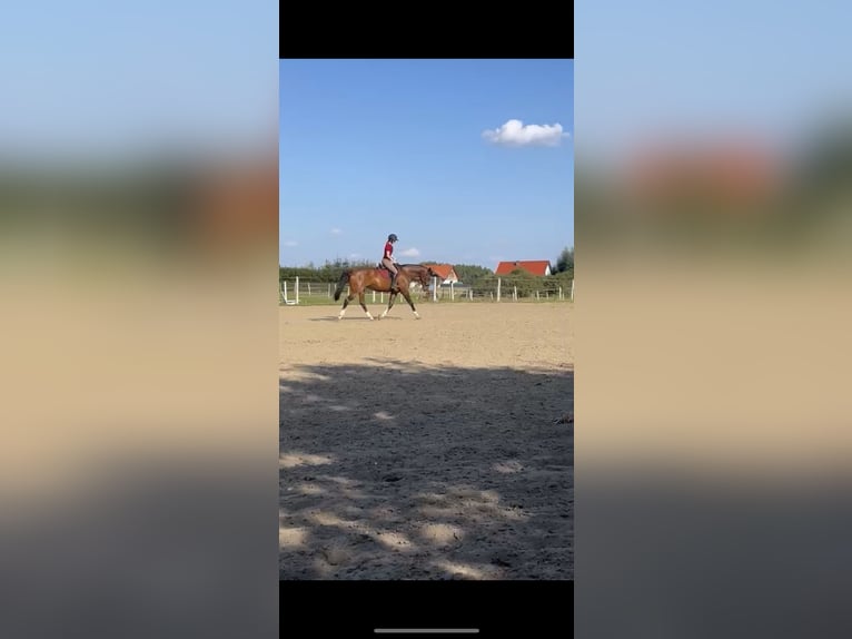 KWPN Mare 10 years 16.2 hh Brown in Gdańsk