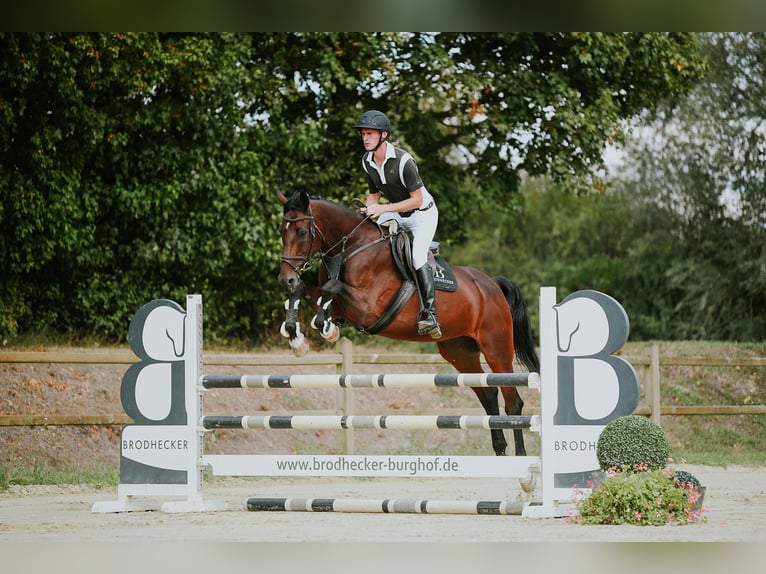 KWPN Mare 10 years 16.2 hh Brown in Riedstadt